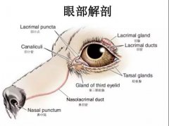 狗狗眼里常含淚水，是為愛(ài)感動(dòng)嗎？